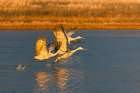 Sandhill cranes taking off at first light. Bosque del Apache National Wildlife Refuge, New Mexico Art Print
